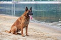 Portrait of Belgian Malinois Shepherd dog sitting on a beach Royalty Free Stock Photo