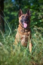 Portrait of a Belgian Malinois Shepherd dog sitting on the grass Royalty Free Stock Photo