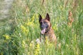 Portrait of a Belgian Malinois Shepherd dog sitting on the grass Royalty Free Stock Photo
