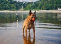 Portrait of Belgian Malinois Shepherd dog standing in the river Royalty Free Stock Photo