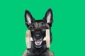 Portrait of Belgian Malinois shepherd dog with a wooden dumbbell between the teeth for the portable object , sport and dog comp