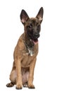 Portrait of Belgian shepherd dog, 4 months old
