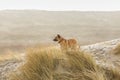 Portrait of Belgian shepherd dog with collar and nameplate