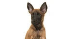 Portrait of a belgian shepherd or Malinois dog puppy looking away on a white background Royalty Free Stock Photo