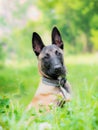 Portrait of belgian shepherd, malinois, obedient sitting young d Royalty Free Stock Photo