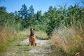 Portrait of a Belgian Shepherd Malinois sitting on a country road Royalty Free Stock Photo