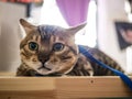 Portrait of a Bengal cat, the cat looks at the camera. close-up selective focus Royalty Free Stock Photo