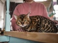 Portrait of a Bengal cat, the cat looks at the camera. close-up selective focus Royalty Free Stock Photo