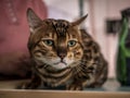 Portrait of a Bengal cat, the cat looks at the camera. close-up selective focus Royalty Free Stock Photo