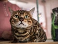 Portrait of a Bengal cat, the cat looks at the camera. close-up selective focus Royalty Free Stock Photo