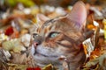 Portrait Bengal cat. Green-eyed young bengal cat, side view. Sunny autumn background