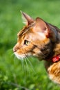 Portrait of Bengal cat with a leash walking around the yard. Cute cat in harness on the green grass. Pet walking outdoors. Royalty Free Stock Photo