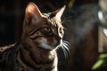 Portrait of bengal cat sitting on the windowsill at home. Selective focus.