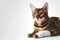 Portrait of a Bengal cat with a white bandage on his leg isolated on solid white background. ai generative