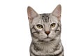 Bengal Male Cat on Isolated White Background