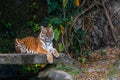 Portrait of Bengal Tiger is crouching on the stone bridge in a zoo of Thailand. Full body Bengal Tiger crushing. Blank space for