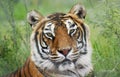 A Portrait of a Bengal Tiger in the Forest Royalty Free Stock Photo