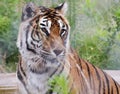 A Portrait of a Bengal Tiger in the Forest Royalty Free Stock Photo