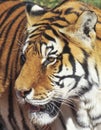 A Portrait of a Bengal Tiger in the Forest Royalty Free Stock Photo