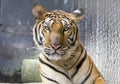 a portrait of Bengal tiger looking at the camera Royalty Free Stock Photo