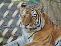 Portrait of a Bengal tiger in Omaha's Henry Doorly Zoo and Aquarium in Omaha Nebraska Royalty Free Stock Photo