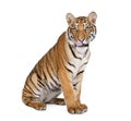 Portrait of Bengal Tiger, Panthera tigris tigris, 1 year old Royalty Free Stock Photo