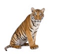 Portrait of Bengal Tiger, Panthera tigris tigris, 1 year old Royalty Free Stock Photo