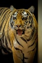 Bengal tiger profile on a black background