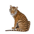 Portrait of Bengal Tiger, 1 year old, sitting, studio shot, Panthera tigris tigris Royalty Free Stock Photo