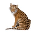 Portrait of Bengal Tiger, 1 year old, sitting, studio shot Royalty Free Stock Photo