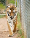A Portrait of a Bengal Tiger in a Zoo Cage
