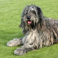 The portrait of Bergamasco Shepherd dog Royalty Free Stock Photo