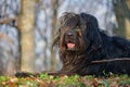 Portrait of bergamasco shepherd dog in the woods Royalty Free Stock Photo