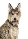 Portrait of a Berger picard dog panting and looking at the camera on a white background Royalty Free Stock Photo