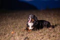 Bernese Mountain dog lying on the grass. Royalty Free Stock Photo