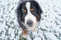Portrait of Bernese Mountain Dog standing in the snow Royalty Free Stock Photo