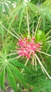 Portrait of betadine flowers from central Java province Royalty Free Stock Photo