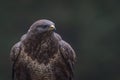 Portrait of a beutiful Common Buzzard Buteo buteo  in the forest Royalty Free Stock Photo