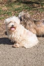 Portrait of a bichon dog