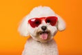 Portrait Bichon Frise Dog With Sunglasses Orange Background