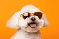 Portrait Bichon Frise Dog With Sunglasses Orange Background