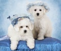 Portrait of Bichon Frise puppies