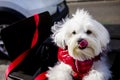 Portrait of a bichon Maltese dog wearing a read jacket licking his nose