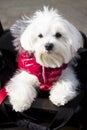 Portrait of a bichon Maltese dog wearing a read jacket