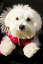 Portrait of a bichon Maltese dog wearing a read jacket