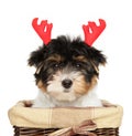 Portrait of Biewer York puppy with red horns Royalty Free Stock Photo