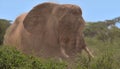 portrait of big african elephant standing and enveloped in dust in the wild savannah of buffalo springs national reserve, kenya Royalty Free Stock Photo