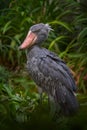 Portrait of big beak bird Shoebill, Balaeniceps rex, strange bird from Congo in Africa. Wildlife nature