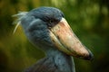 Portrait of big beak bird Shoebill, Balaeniceps rex Royalty Free Stock Photo