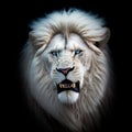 Portrait of a big beautiful white male lion roaring while looking at camera Royalty Free Stock Photo